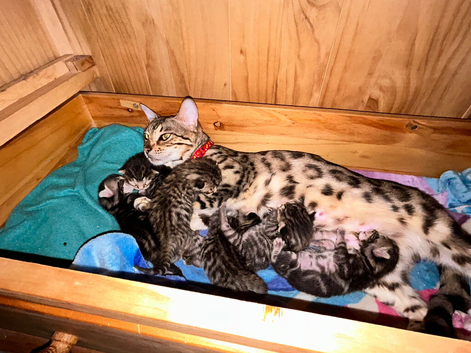 Mix Bengal kittens