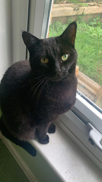 black cat for sale