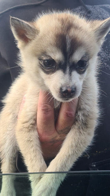Pomskies for sale