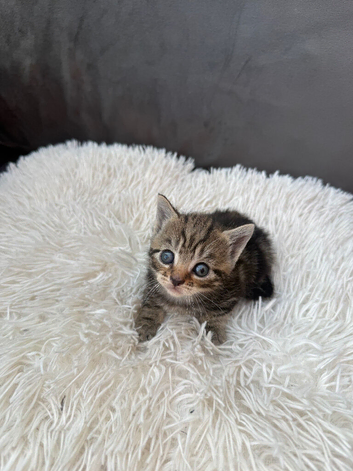 Cute little kitten