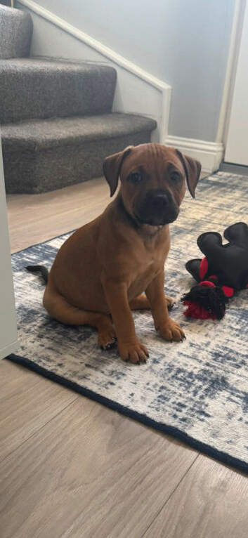 Puppy for sale