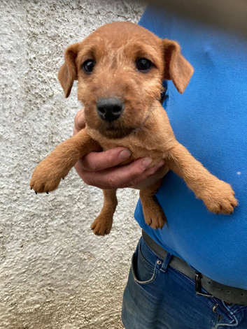 Lakeland terrier pups