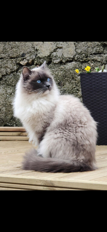 Pure ragdoll
