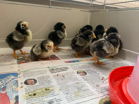 Silver laced Wyandotte bantams