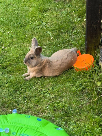 1 year old lion lop buck
