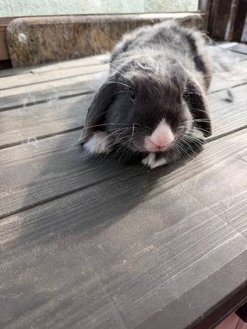 Mini lop/french lop
