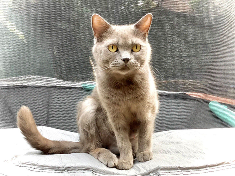 1 Year Old BSH Female Family Friendly