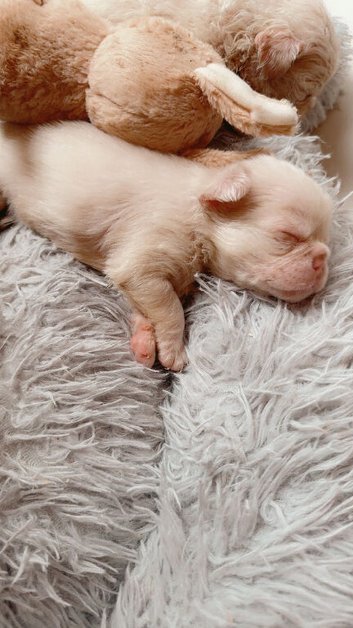 Full fluffy pink French bulldogs pet price