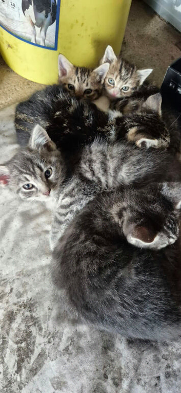 Blue mix Persian kittens