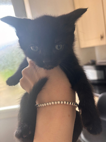 Kittens for sale