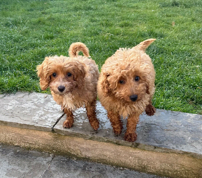 2 Red cockapoos available now 11 weeks old (last 2 of the litter)