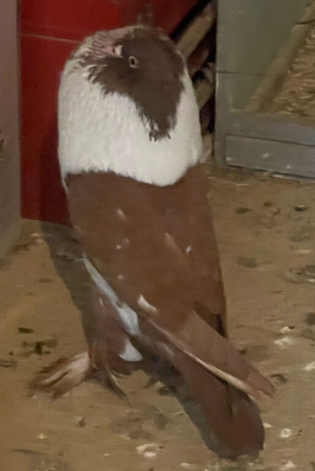 Hana pouter breeding pair
