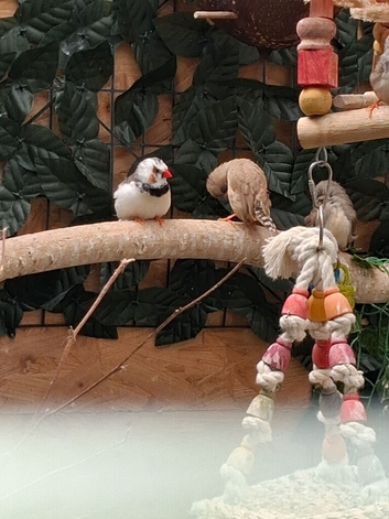 Zebra finches normal and mutation