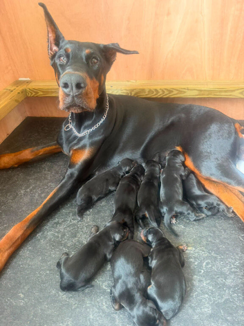 Beautiful Doberman puppies