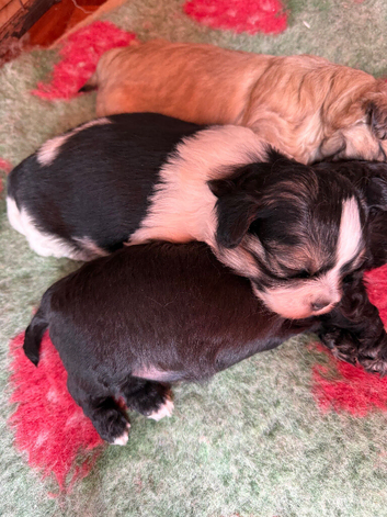 Shihpoo puppies Only Chewie left