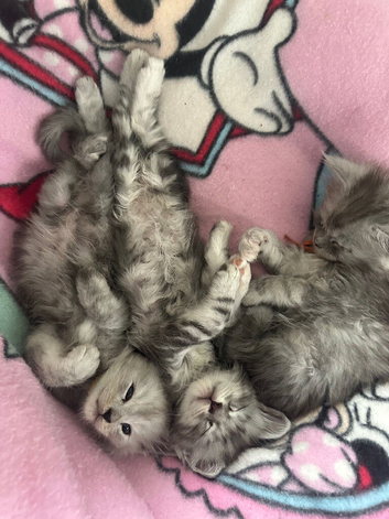 Stunning tica registered full pedigree mainecoon kittens both parents fully health tested