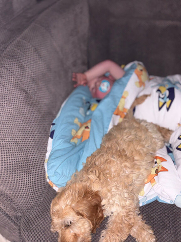 cockapoo 18 weeks old