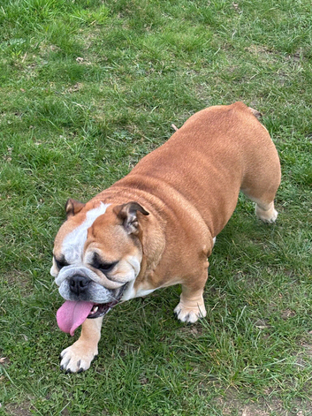Sensitive girl needs a calm loving home