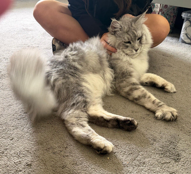 Stunning Tica Registered Maine Coon Male