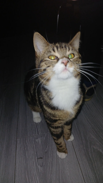 Cat