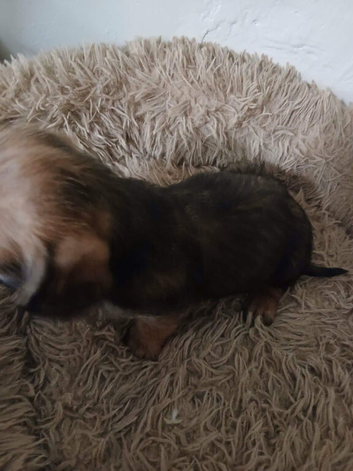 4 Playful Schweenie's