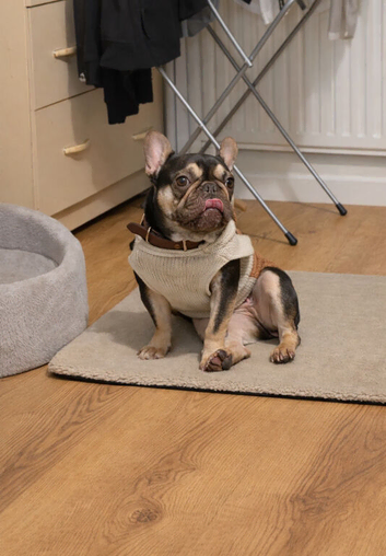 French x english bulldogs
