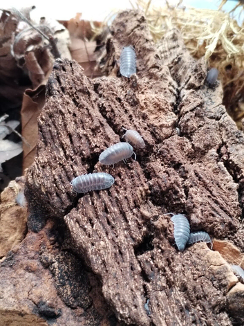 Spherillo hainan black Isopod