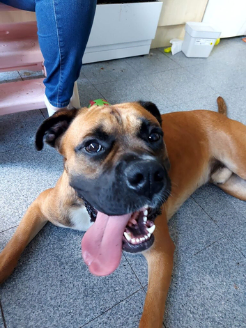 Looking for the right home for Scooby