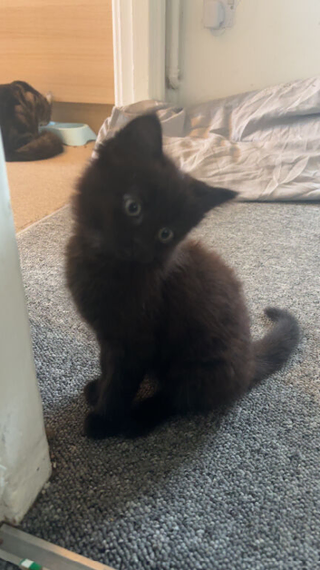 Black & Brown Male Kitten