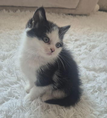 Black and white part persian kitten