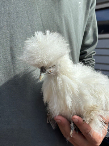 Silkie hens