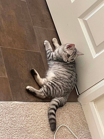 Silver Tabby British Shorthair kittens