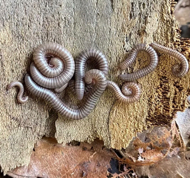 Ghana Olive giant millipedes