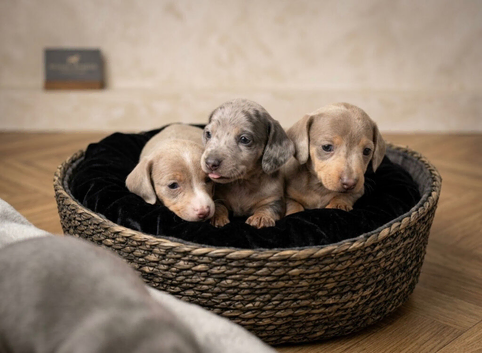Stunning healthy puppies