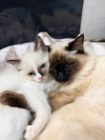 Purebred Ragdoll Kitten