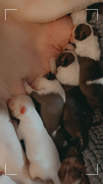 8 x KC Registered English Bullterrier Puppy&rsquo;s