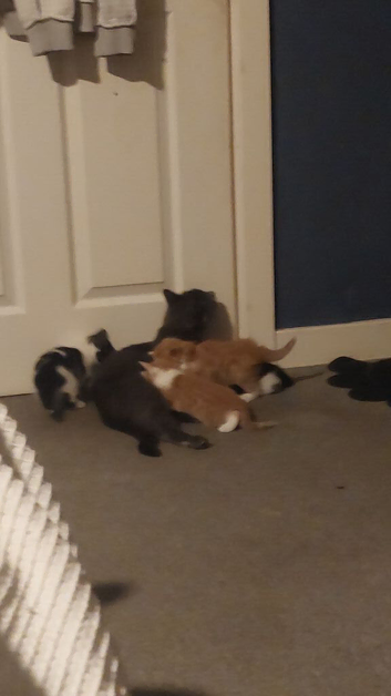 Kittens ready 12 sept