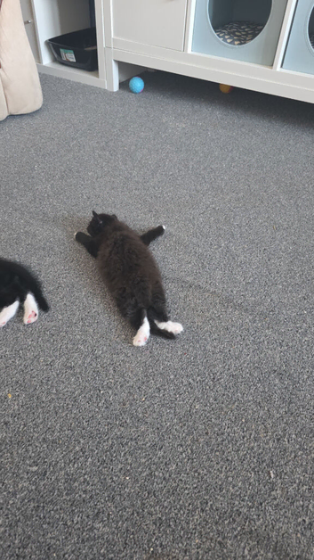 Kittens