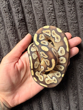 Juvenile Ball Python