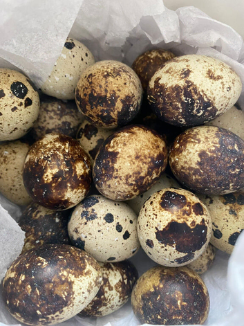 12 Japanese Quail Hatching Eggs - mixed colour