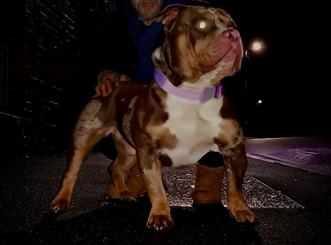 Chocolate & tan merle