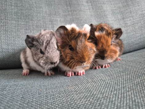 Baby guinea pigs