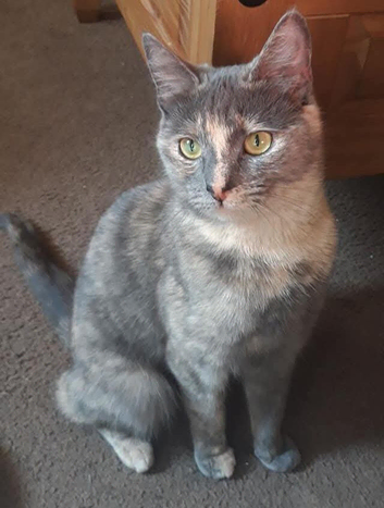 Help me find my missing cat