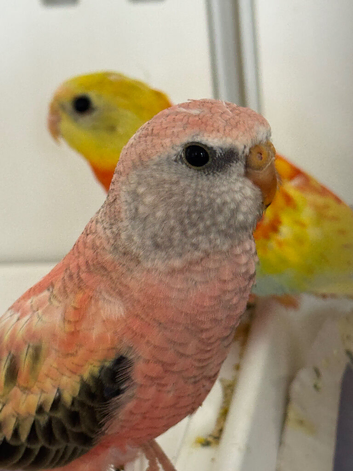Baby Rosa Bourkes