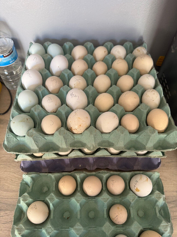 Fertile hatching eggs