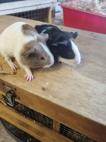Babies