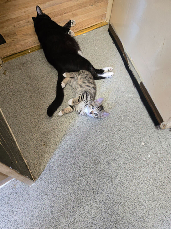 BEAUTIFUL KITTENS