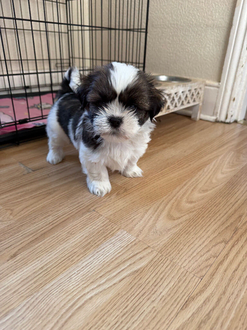 Shih Tzu Puppies Ready for Loving Homes!
