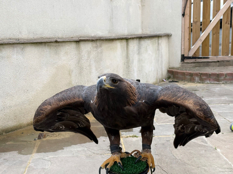 Female golden eagle