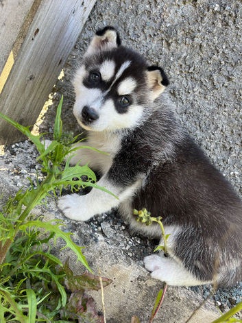 Husky pups